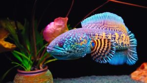 Ikan Predator Air Tawar