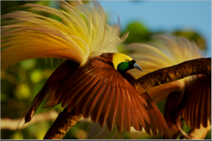 Burung surga dari papua