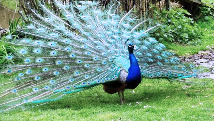 Pesona Burung Merak