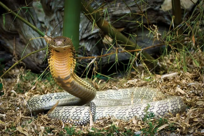 Ular King Cobra
