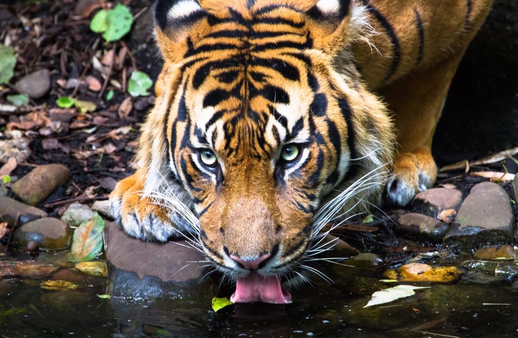Sang Raja Hutan: Fakta Menarik tentang Harimau Sumatra