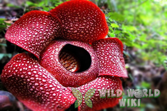Keajaiban Alam: Rafflesia Arnoldii, Sang Raksasa dari Hutan Tropis