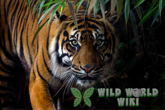 Sang Raja Hutan: Fakta Menarik tentang Harimau Sumatra