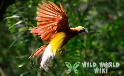 Burung Cenderawasih