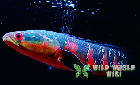 Ikan Channa