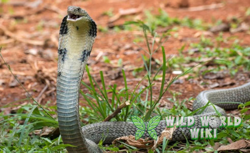 Ular King Cobra