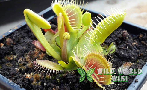 Tanaman Venus Flytrap