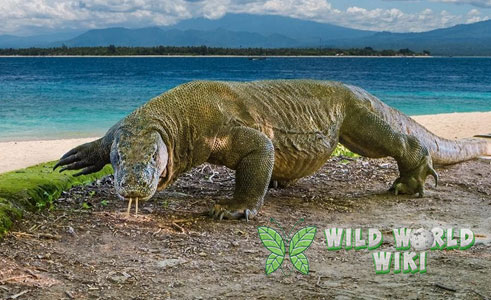 Naga Komodo