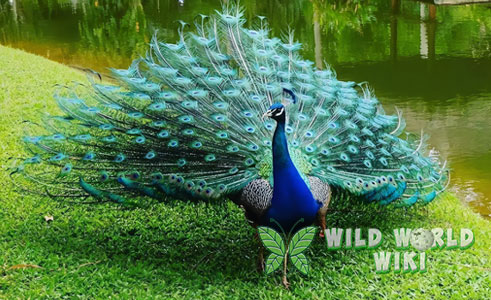 Pesona Burung Merak