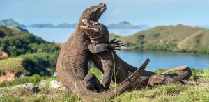 Naga Komodo