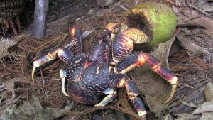 Arthropoda Raksasa