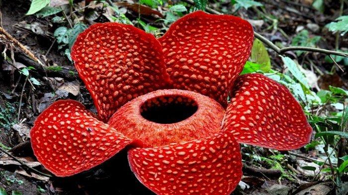 Keajaiban Alam: Rafflesia Arnoldii, Sang Raksasa dari Hutan Tropis