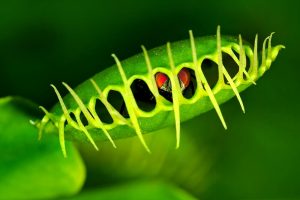 Tanaman Venus Flytrap