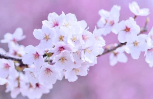 Bunga Sakura
