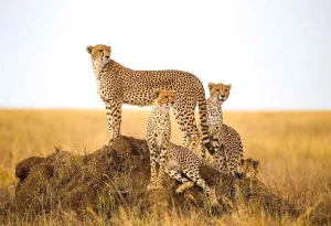 Sang Predator Cheetah