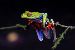Katak Pohon Mata Merah