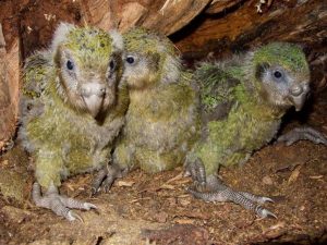 Burung Kakapo
