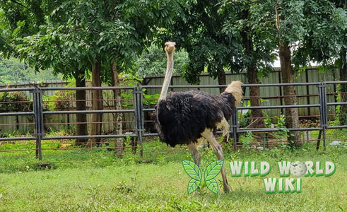Burung Unta
