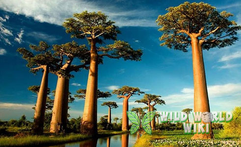 Keajaiban Pohon Baobab
