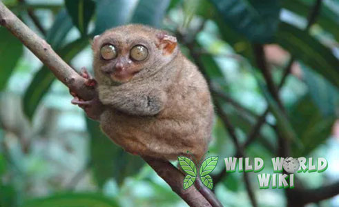 tarsius