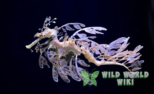 Leafy Sea Dragon