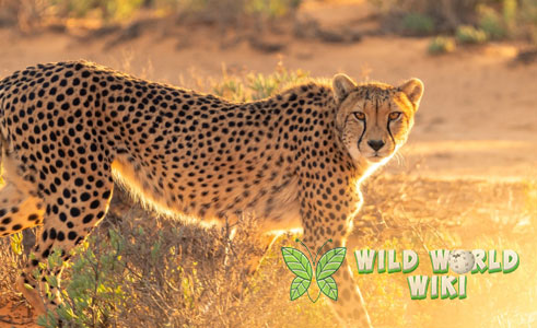Sang Predator Cheetah