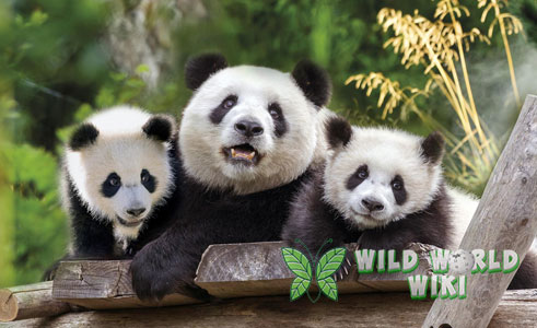 Mengenal Panda