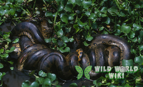 Anaconda Hijau