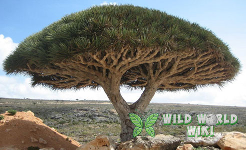 Dragon Blood Tree
