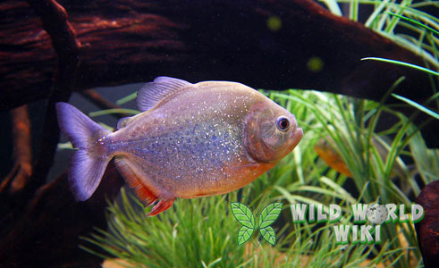 Ikan Piranha