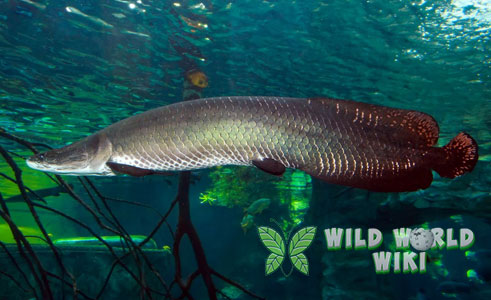 Ikan Arapaima