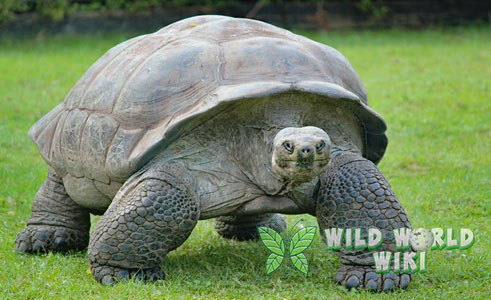 Kura-kura Galapagos