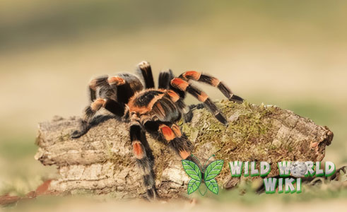 Mengenal Tarantula