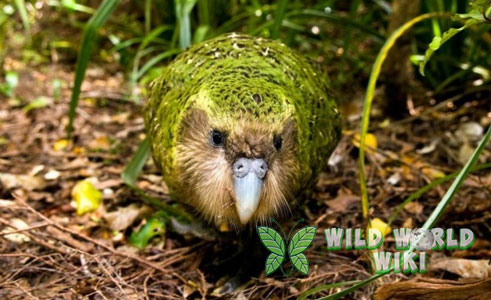 Burung Kakapo