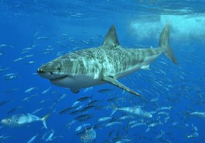 Predator Laut hiu putih raksasa