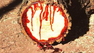 Darah Naga dari Socotra