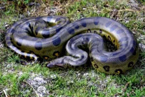 Anaconda Hijau
