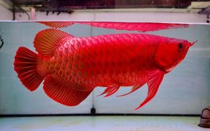 Ikan Arwana