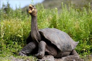 Kura-kura Galapagos