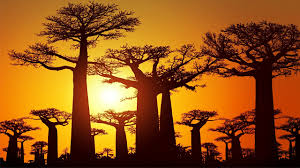 Keajaiban Pohon Baobab