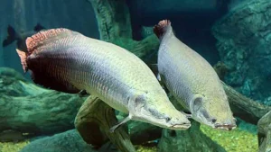 Ikan Arapaima