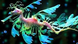 Leafy Sea Dragon