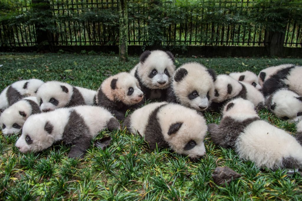 Mengenal Panda