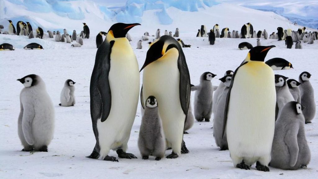 Kehidupan Kutub Penguin Kaisar