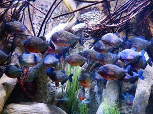 Ikan Piranha