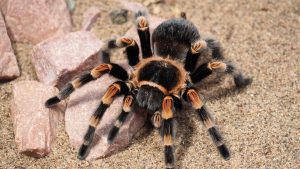 Mengenal Tarantula
