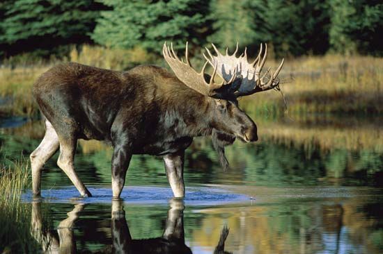 Mengenal Moose