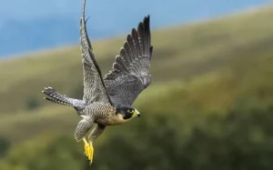 Elang Peregrine: Juara Terbang Tercepat