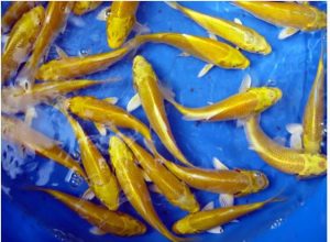 Jenis Ikan Koi Ogon