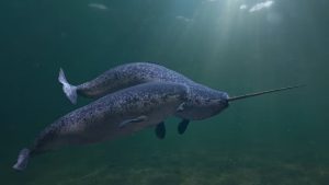 Narwhal couple two Monodon monoceros swimming together in the ocea dreamstime xxl 189933808 1